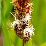 Carex disticha Flower
