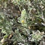 Artemisia tridentata Φύλλο