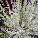 Lavandula stoechas Habitus