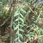 Genista florida Leaf