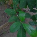 Amphitecna latifolia Leaf