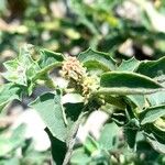 Atriplex suberecta Flower