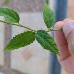 Pavonia sepium Leaf