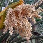 Phoenix canariensis फूल