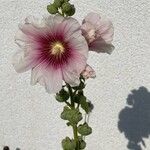 Alcea setosa Flower
