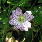 Geranium versicolor Flower