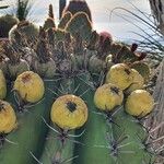 Ferocactus herrerae Frutto