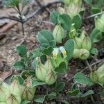 Tripodion tetraphyllumLeaf