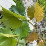 Vitis riparia পাতা