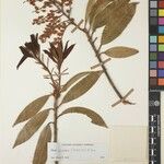 Pieris formosa Mosusu
