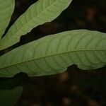 Iryanthera hostmannii 葉