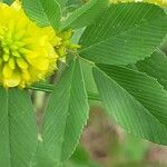 Trifolium campestre Leaf