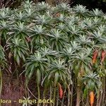 Euphorbia stygiana Hábito