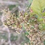 Chenopodiastrum hybridum Fruit