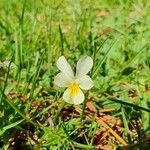 Viola arvensisFlower