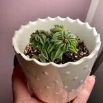 Peperomia asperula Hoja