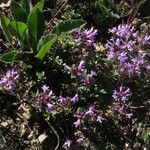 Thymus linearis Habit