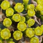 Euphorbia graciliramea 花