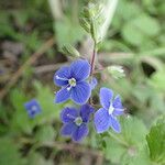 Veronica chamaedrysFlower