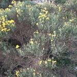 Genista radiata 叶