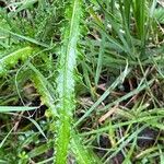 Cirsium palustre Лист