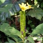 Barleria oenotheroides Õis