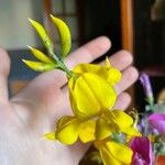 Genista aetnensis Flower