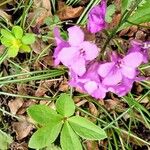 Cardamine pentaphyllos Fiore