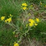 Senecio vernalis Fiore