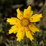 Coreopsis nuecensis Flower