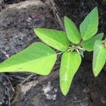 Desmodium tortuosum Yaprak