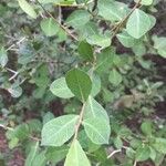 Commiphora glandulosa Лист