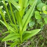 Platanthera hyperborea Frunză