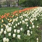 Tulipa fosteriana Kukka