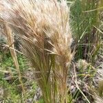 Andropogon bicornis Květ