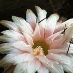 Eriosyce crispa Floare