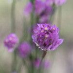 Polygala longicaulis Kvet