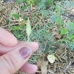 Eschscholzia californica Floare