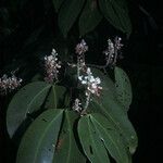 Macrolobium bifolium Flor