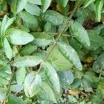 Nasturtium officinale Leaf