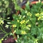 Camelina sativa Квітка