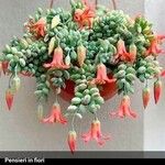 Cotyledon pendens Flor