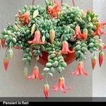 Cotyledon pendens