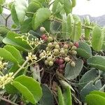 Cissus rotundifolia Blad