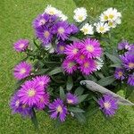 Symphyotrichum dumosum Flower