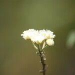 Croton mauritianus Çiçek