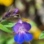 Collinsia parviflora Blomma