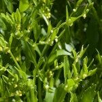 Ranunculus lateriflorus अन्य