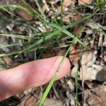 Panicum simile Leaf