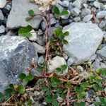 Trifolium pallescens Habit